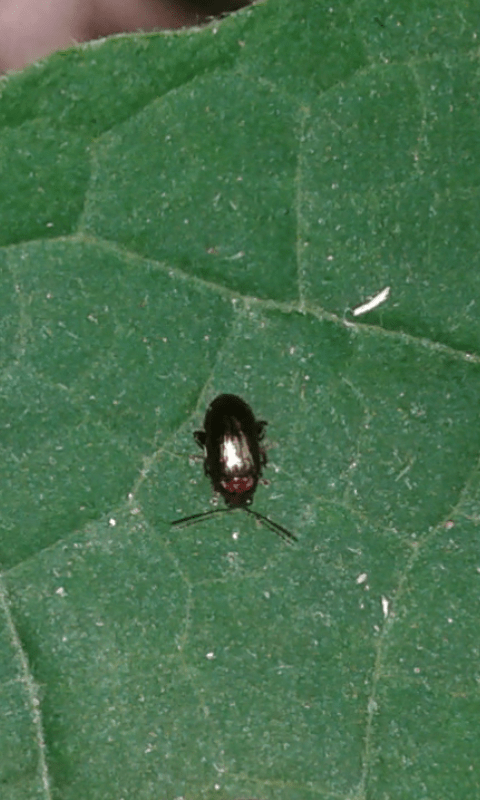 Chrysomelidae : trib Alticini?  S